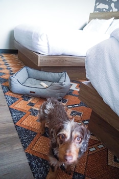 Standard Room, 2 Queen Beds, Mountain View (Pet Friendly)