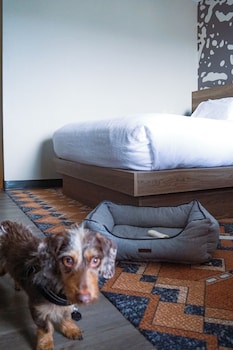 Suite, 1 Bedroom, Mountain View (Pet Friendly)