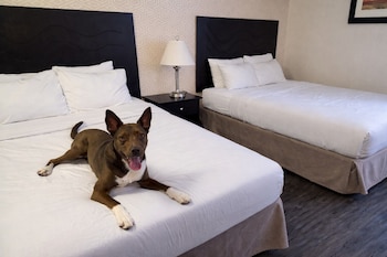 Standard Room, 2 Queen Beds, Non Smoking (Pet Friendly)