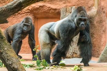 Standard Single Room (Zoo admission included)