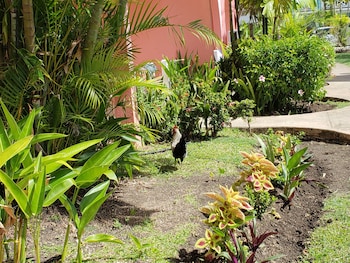 Studio, Garden View