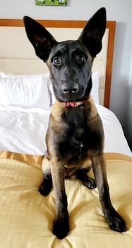 Dog Friendly Deluxe King Room