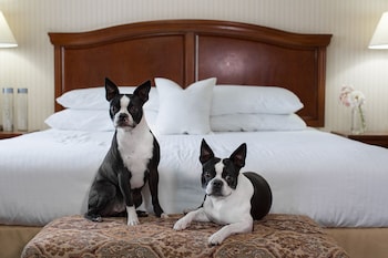 Dog Friendly Double Queen