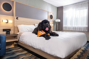 Standard room King Bed