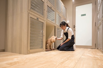 Room, Multiple Beds (Dog Friendly)