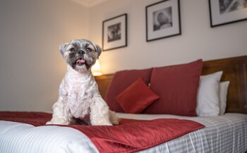 Room, 1 King Bed (Pet)