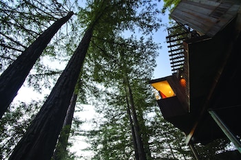 Tree House