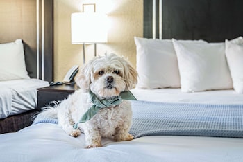 Room, 2 Queen Beds, Non Smoking (Pet Friendly)